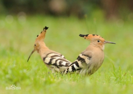 一大批頭戴華冠的鳥(niǎo)兒現(xiàn)身國(guó)軒高科